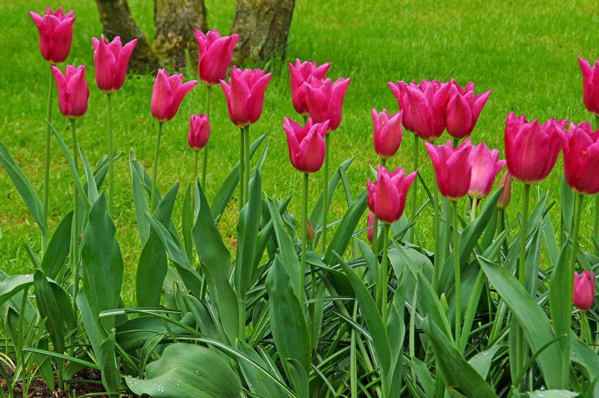 Tulipan Mariette - 6 løk