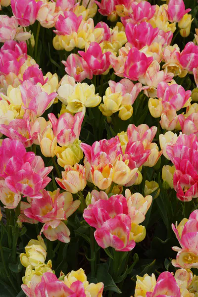 Hovedbilde Tulipan Dream Club  5 løk
