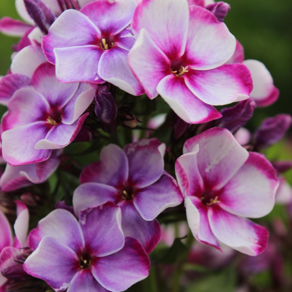 Phlox paniculata Neon Flare Blue. Høstfloks  1 rot