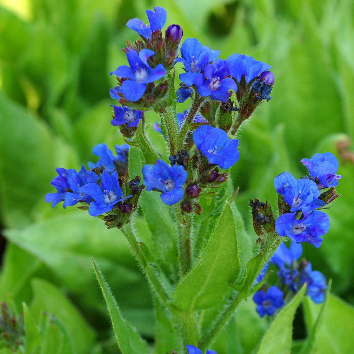 Anchusa azurea Loddon Royalist. Italiensk oksetunge - 1 rot