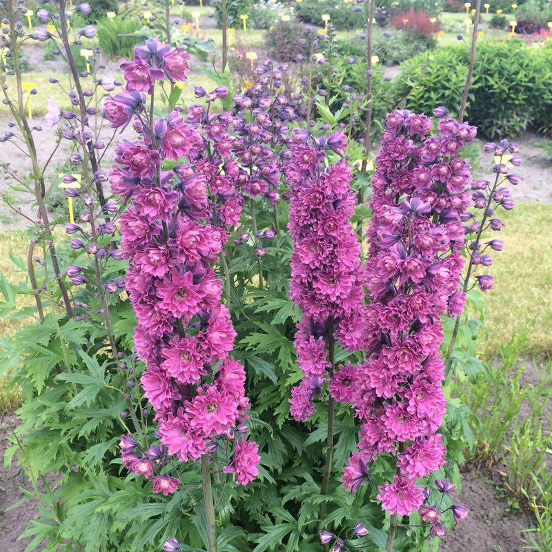 Delphinium Flamenco. Ridderspore - 1 rot.