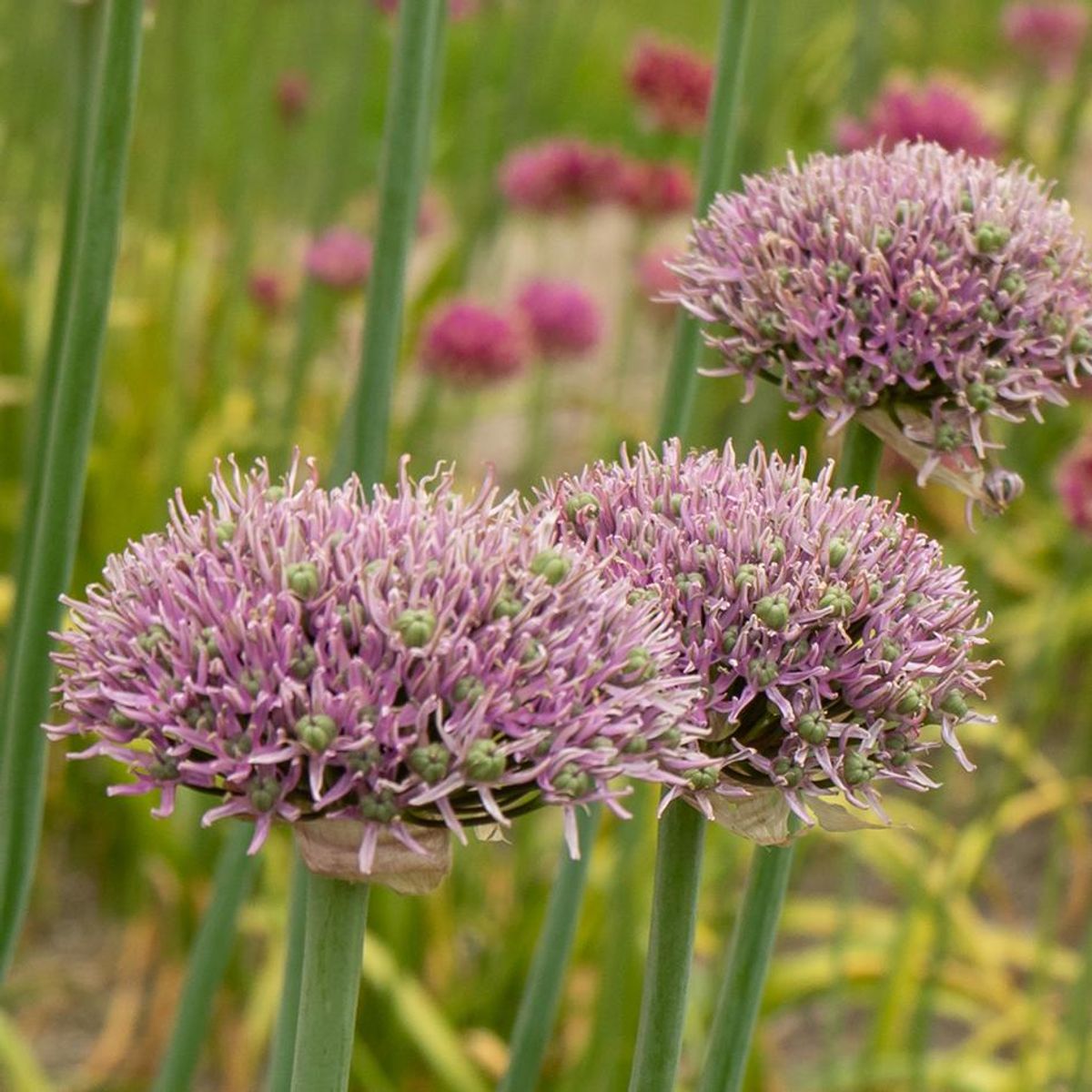 Allium New York - 8 løk