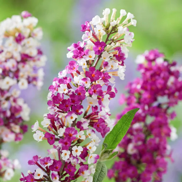 Hovedbilde Buddleja davidii Berries and Cream. ...