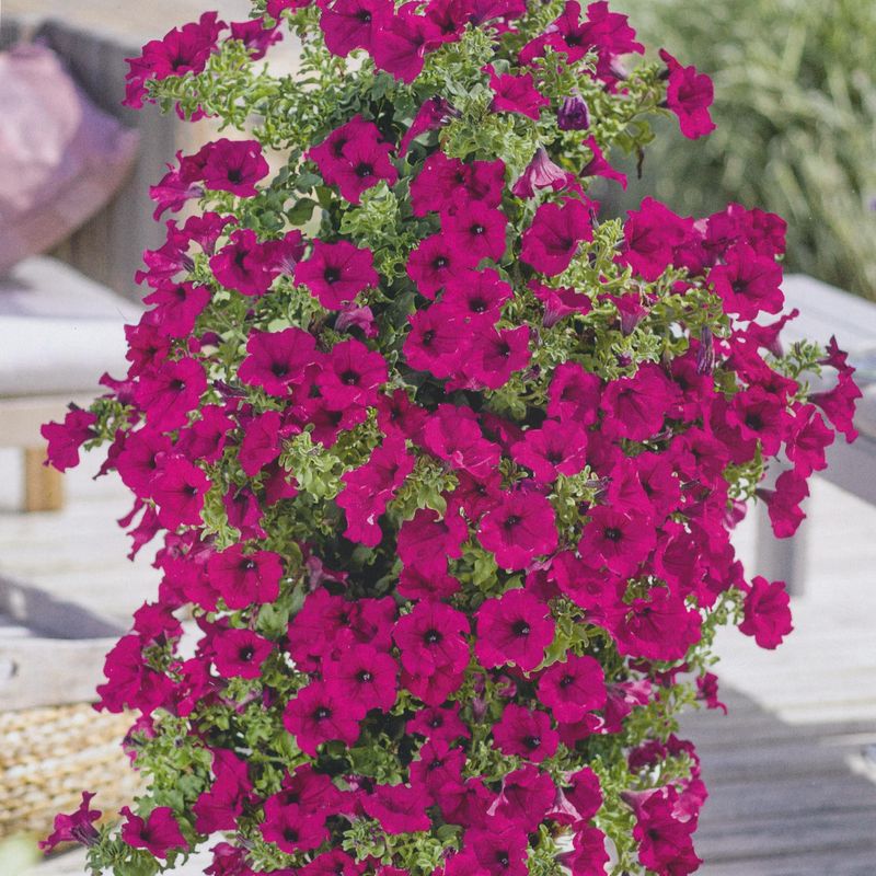 Petunia Wave Pink -Frø-