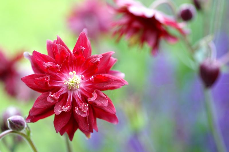 Aquilegia vulgaris Ruby Port. Akeleie - 1 rot 