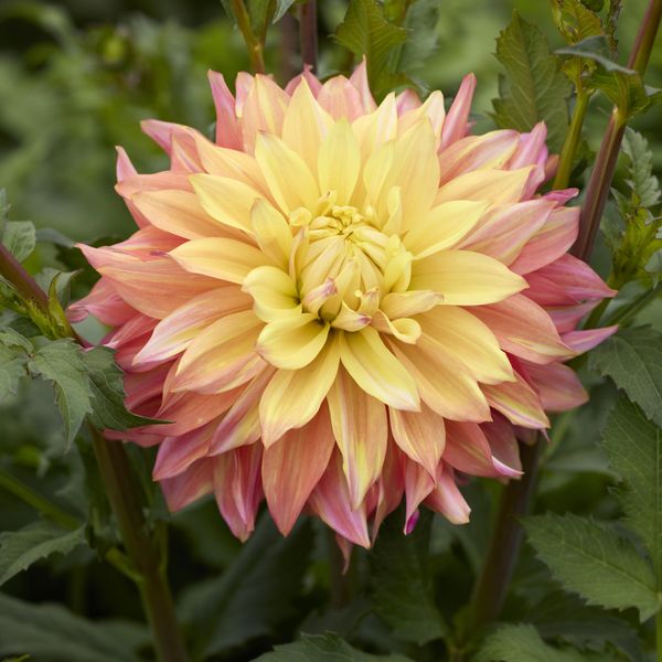 Hovedbilde Dahlia Blushing Lady - 1 knoll