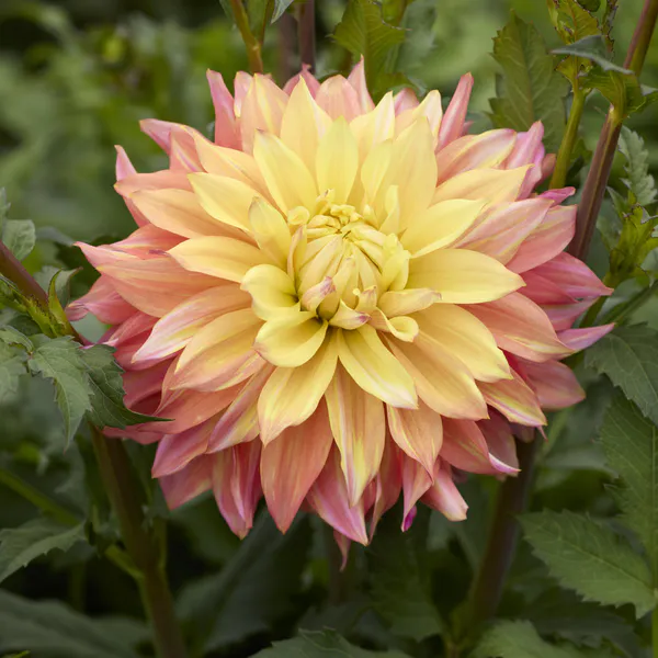 Hovedbilde Dahlia Blushing Lady - 1 knoll