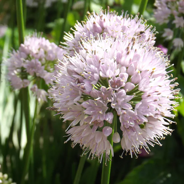 Hovedbilde Allium Summer Beauty - 1 rot