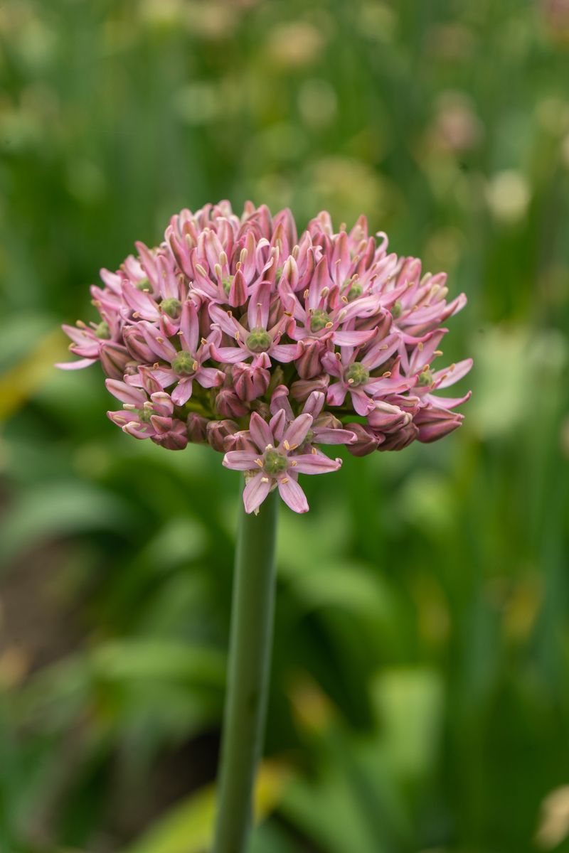 Allium Pink Jewel - 2 løk