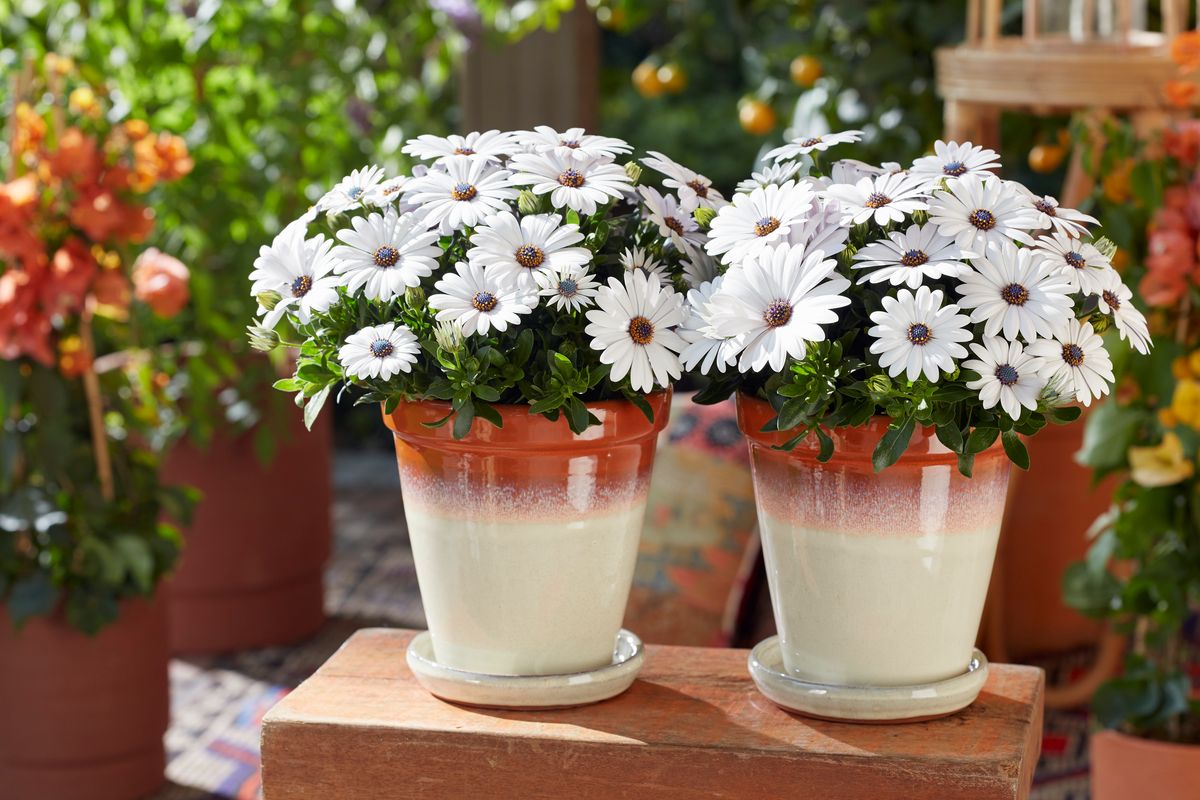 Osteospermum Blanca hvit. Afrikansk margeritt - 1 plante i 10,5 cm potte