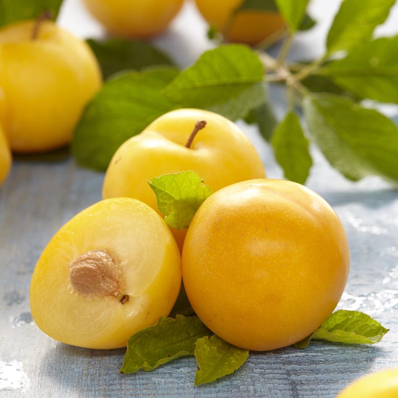 Plomme  Prunus domestica Reine-Claude dOullins - 1 plante i 5 l 