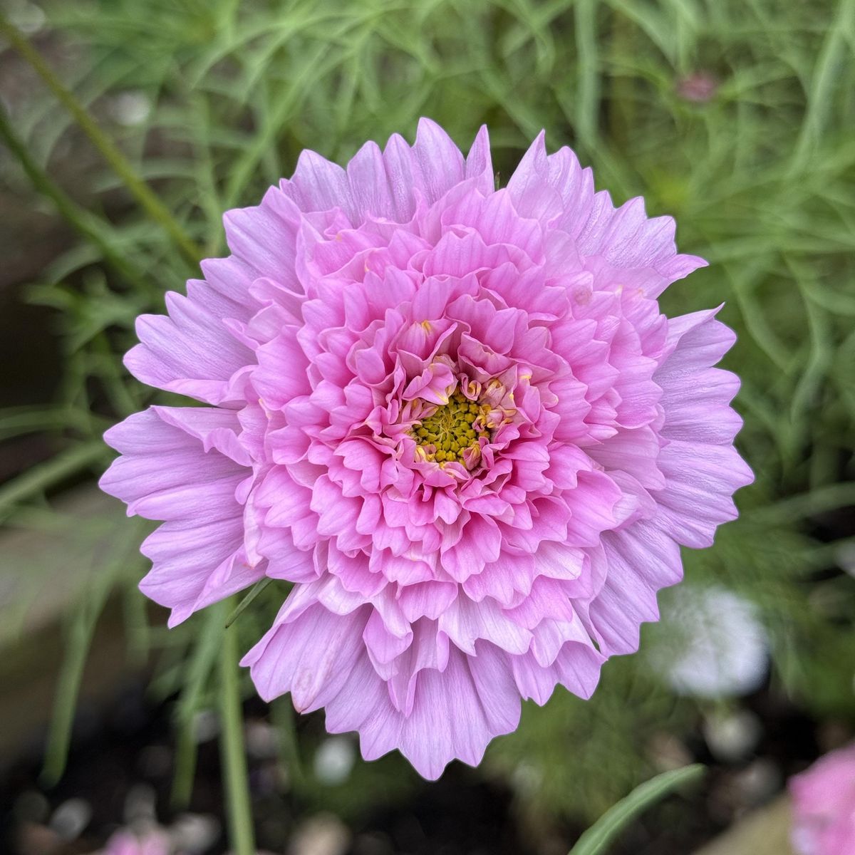 Cosmos bipinnatus Double Click Rose Bonbon. Pyntekorg - Frø -