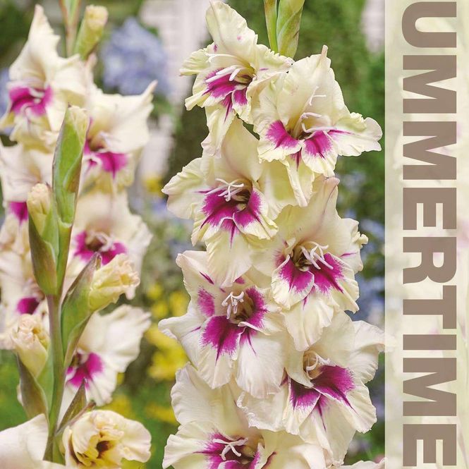 Hovedbilde Gladiolus Amber Mystique - 7 knoller