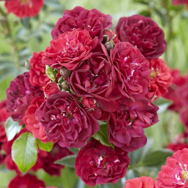 Hovedbilde Rose Fairy Dance. Klaserose/bunndekker