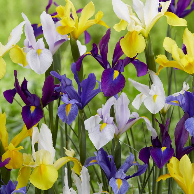 Hovedbilde Iris Hollandica i fargeblanding - 10 løk