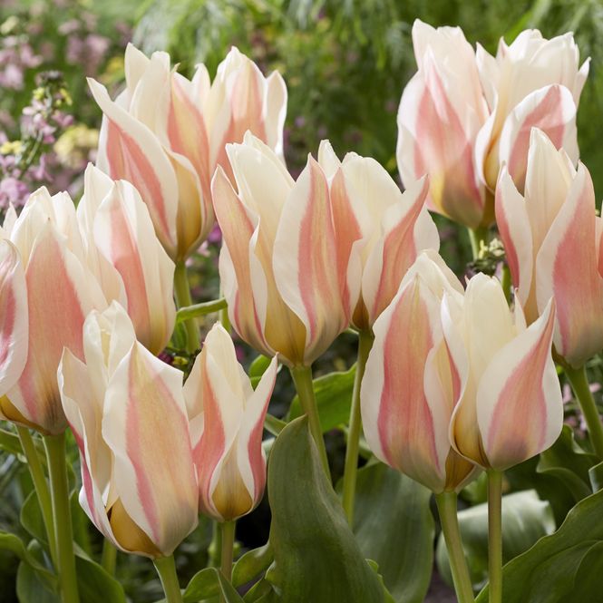 Hovedbilde Tulipan Serano. 7 løk.