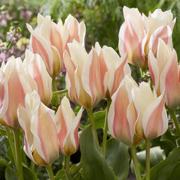 Hovedbilde Tulipan Serano. 7 løk.